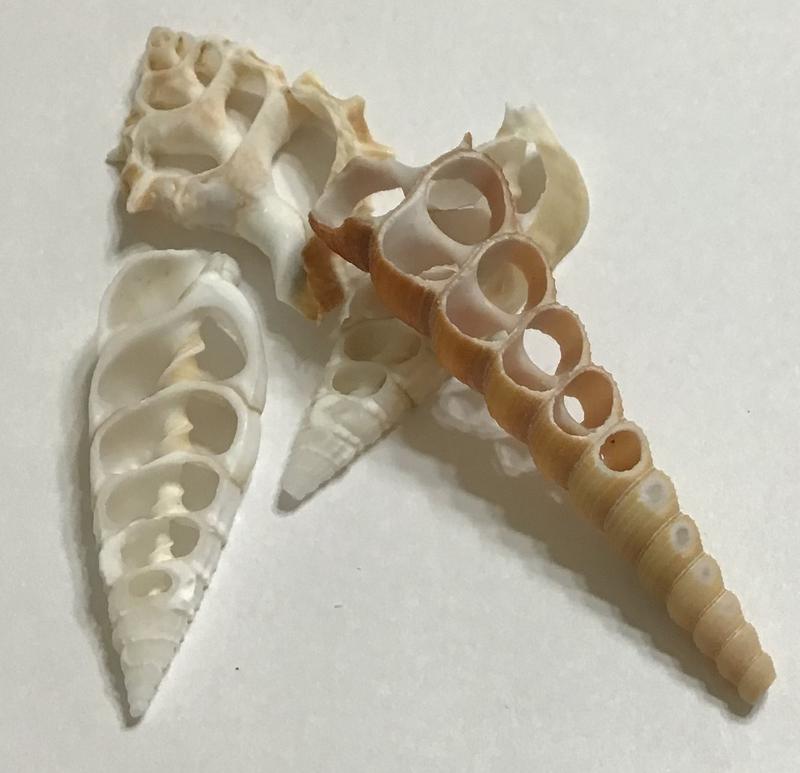 Center-Cut Seashells