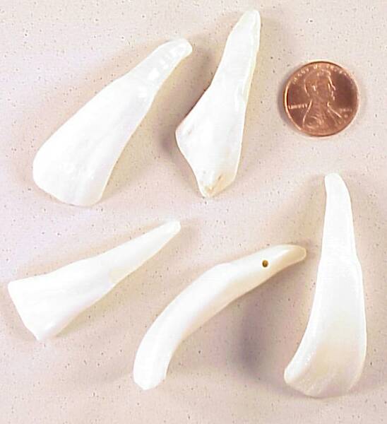 Buffalo Teeth