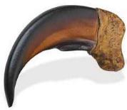Imitation Bear Claw