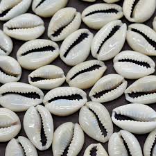 Cowrie Shells