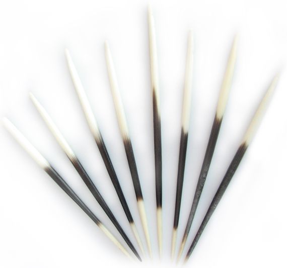 African Porcupine Quills